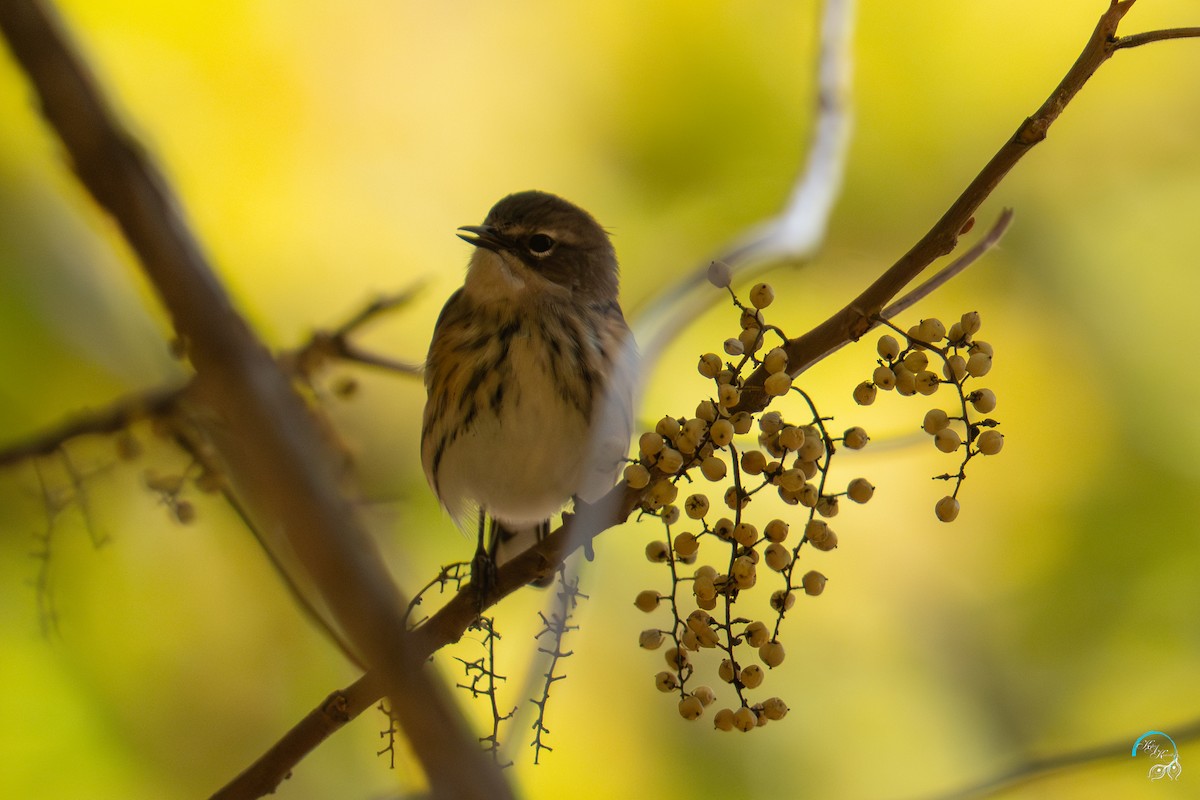 myrteparula - ML644634006