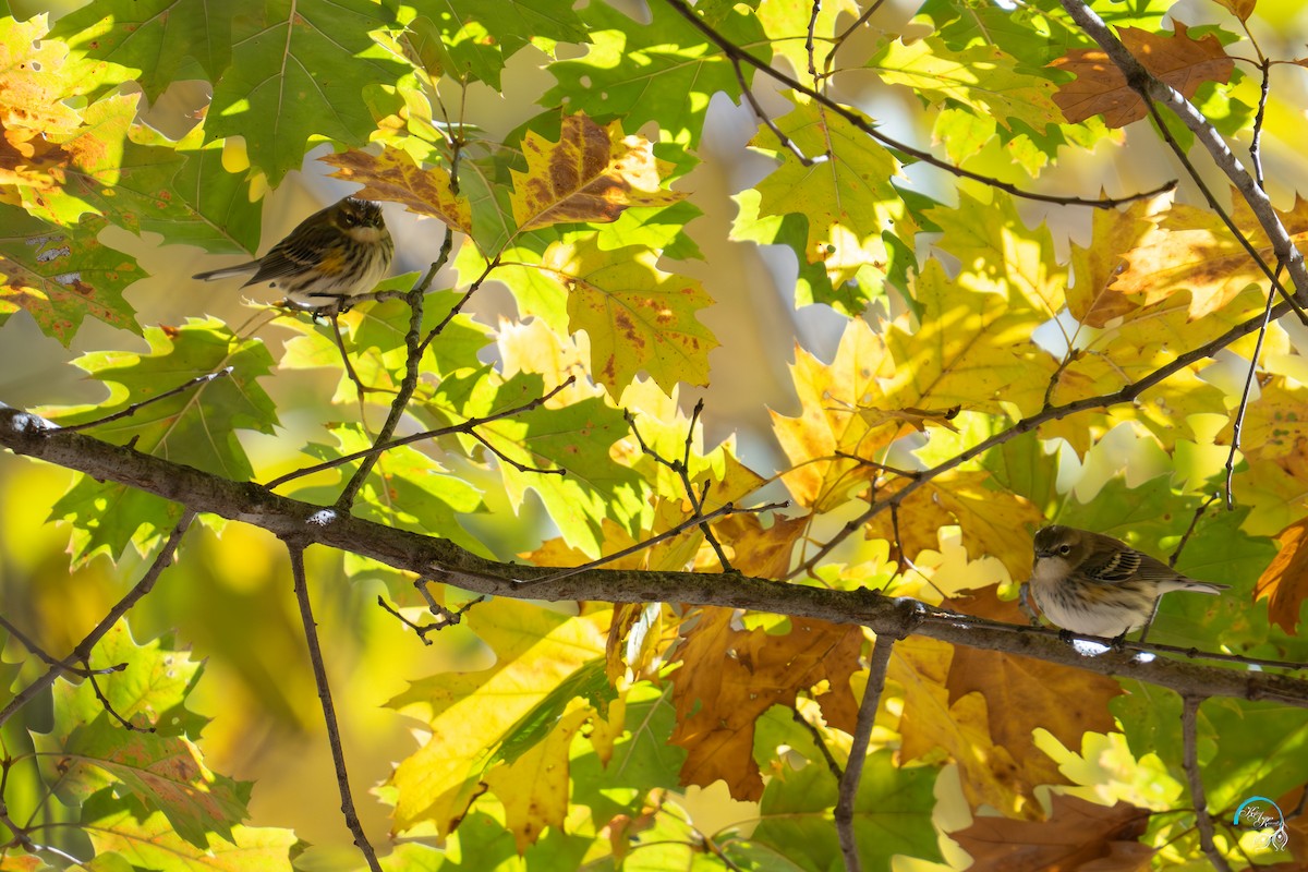 myrteparula - ML644634007