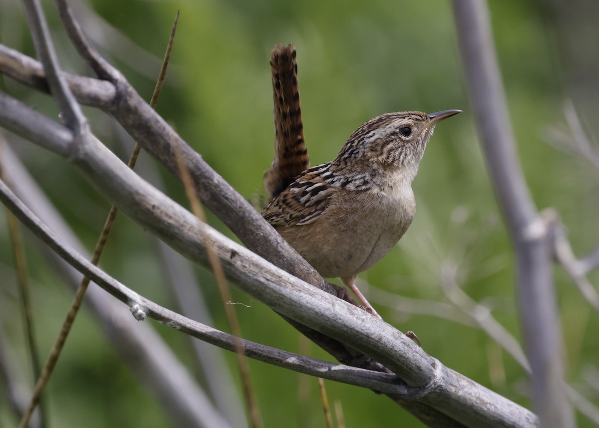 Grass Wren - ML644634013