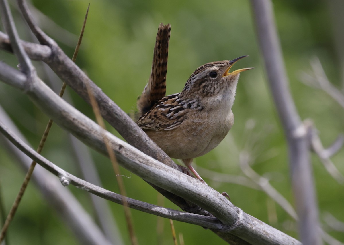 Grass Wren - ML644634014