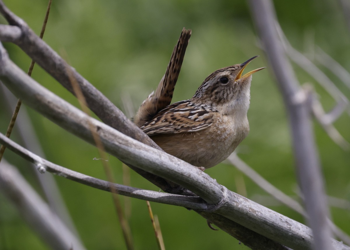 Grass Wren - ML644634015