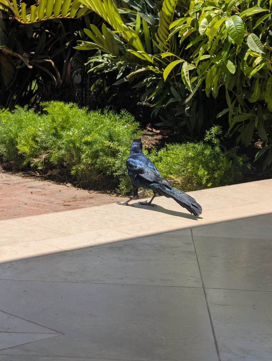 Great-tailed Grackle - ML644634018