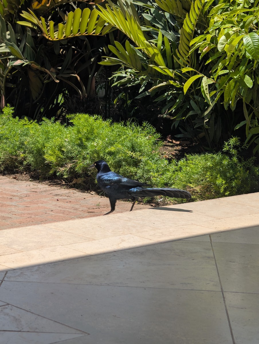 Great-tailed Grackle - ML644634019