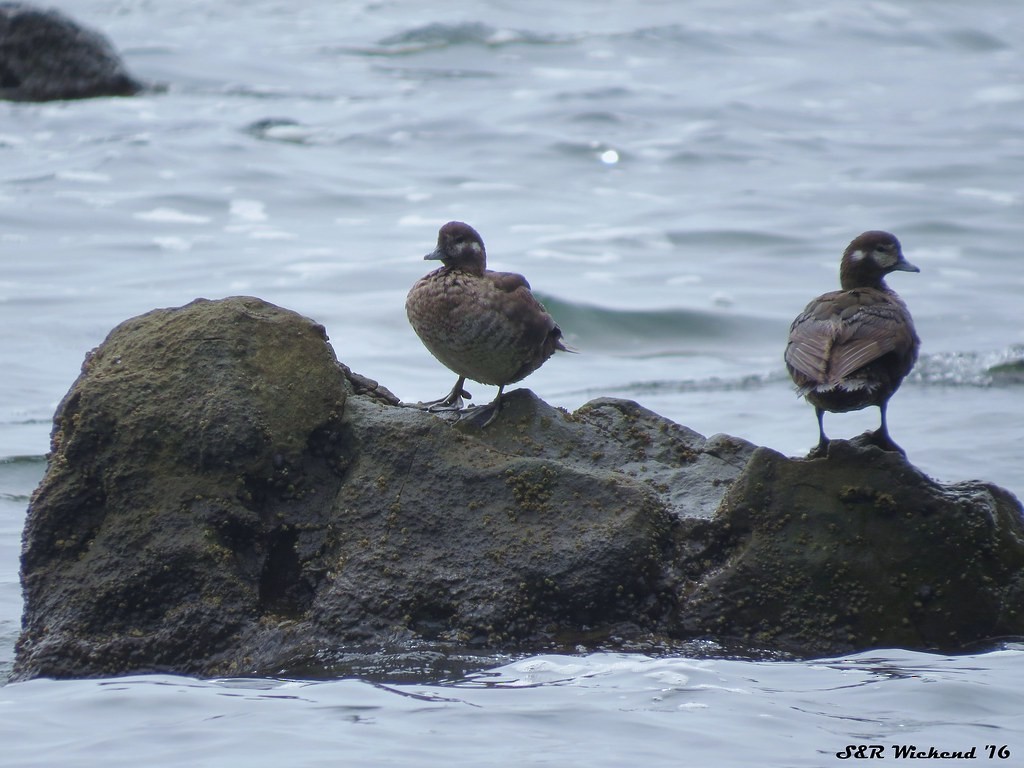 Arlequin plongeur - ML644634020