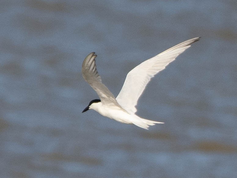 Australian Tern - ML644634021