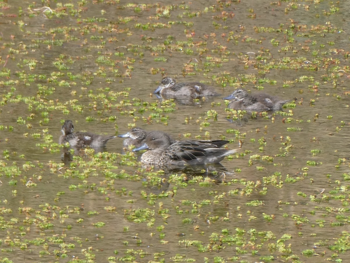 アンデスコガモ - ML644634022