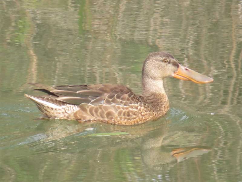 Cuchara Común - ML644634023