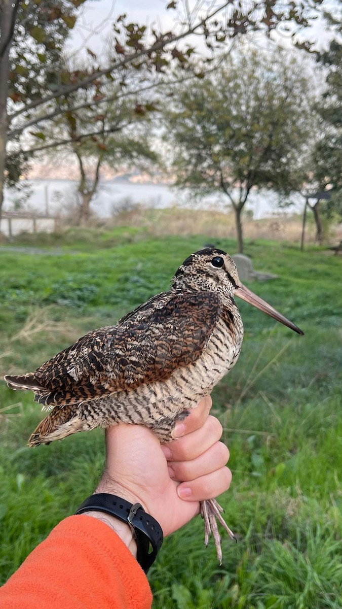 Oilagor eurasiarra - ML644634024