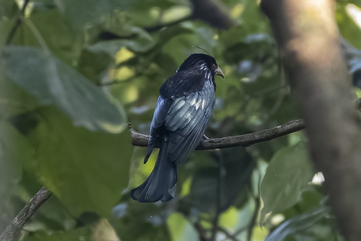 Hair-crested Drongo - ML644634033