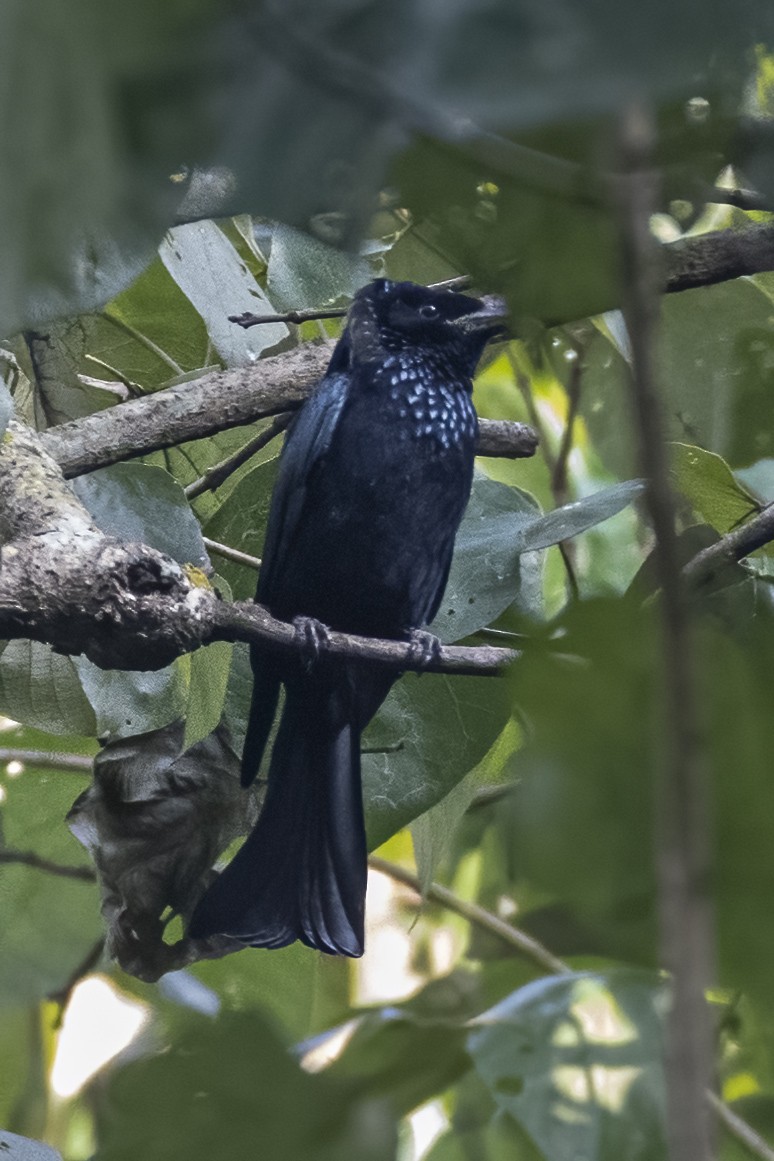 Hair-crested Drongo - ML644634034