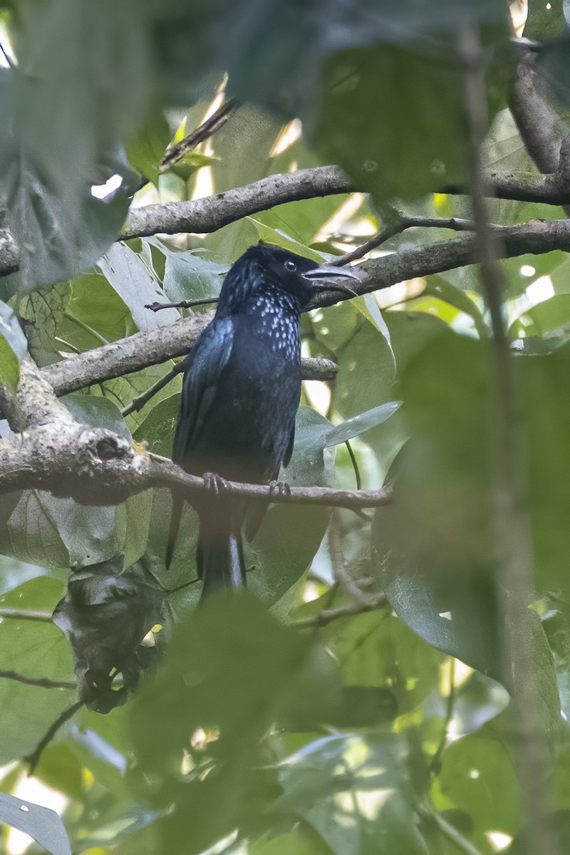 Hair-crested Drongo - ML644634035