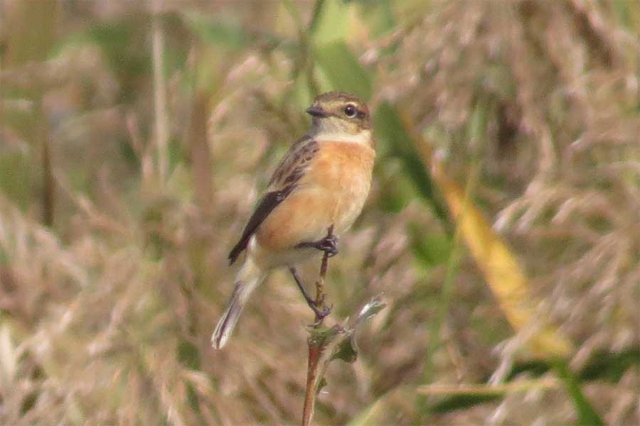 Amur Stonechat - ML644634036