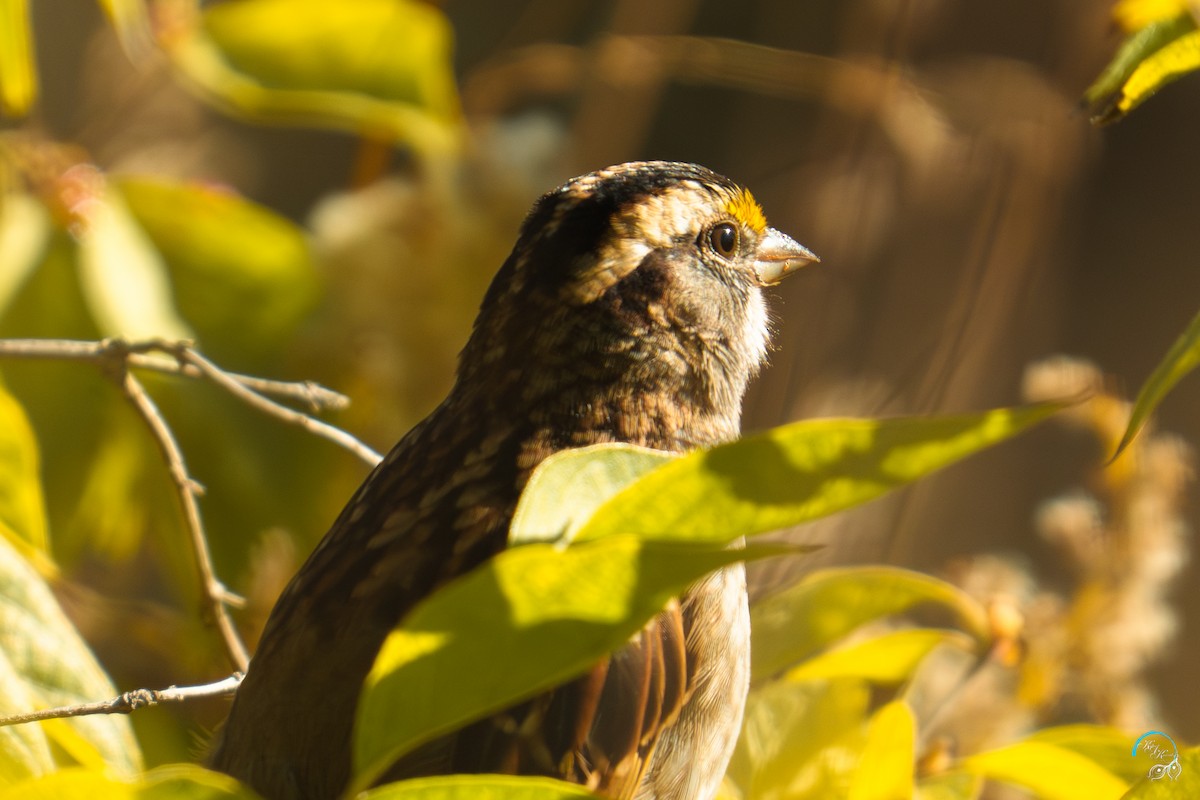 hvitstrupespurv - ML644634038