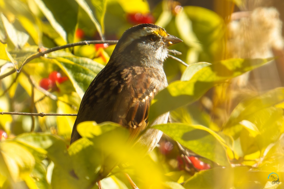 hvitstrupespurv - ML644634039