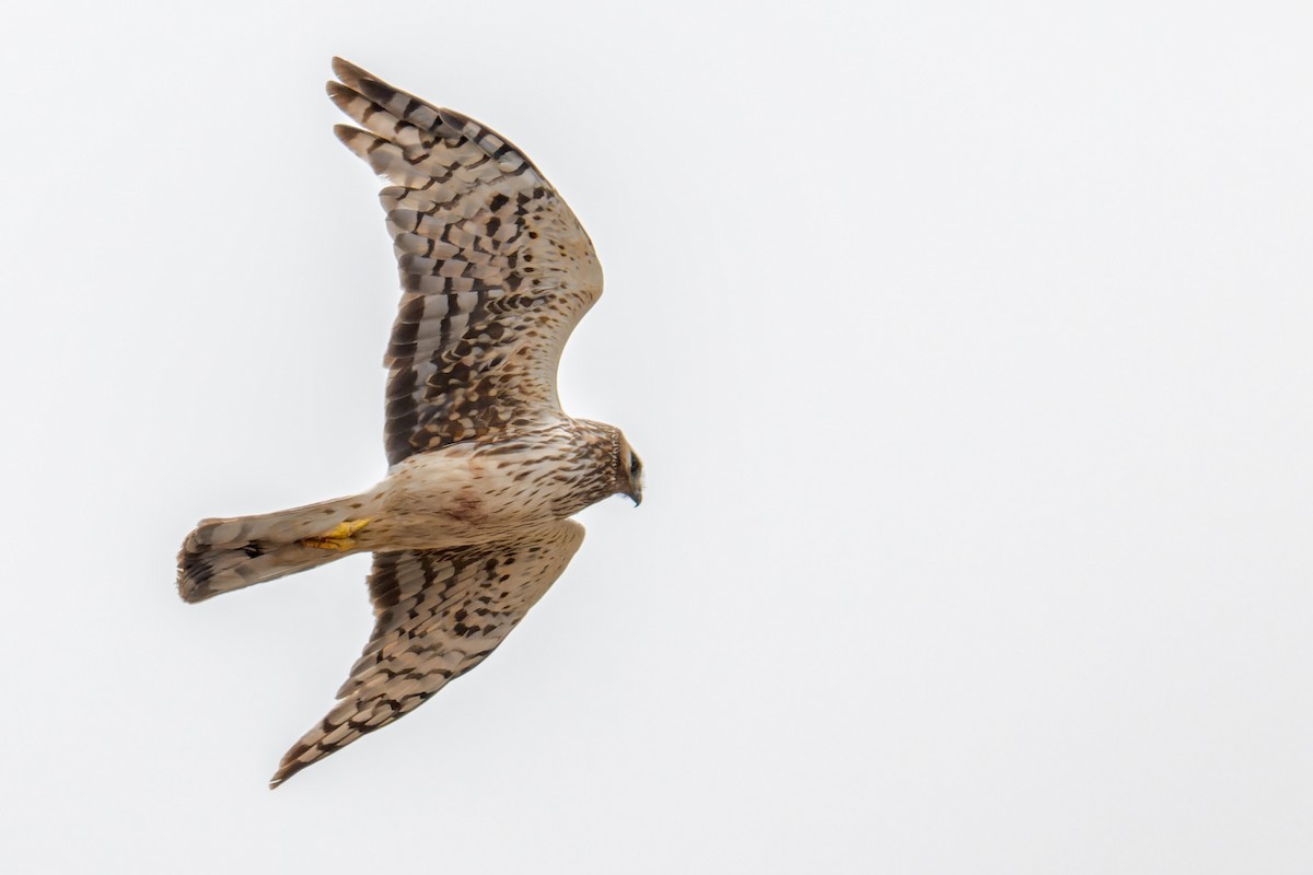 Лунь американський - ML644634042