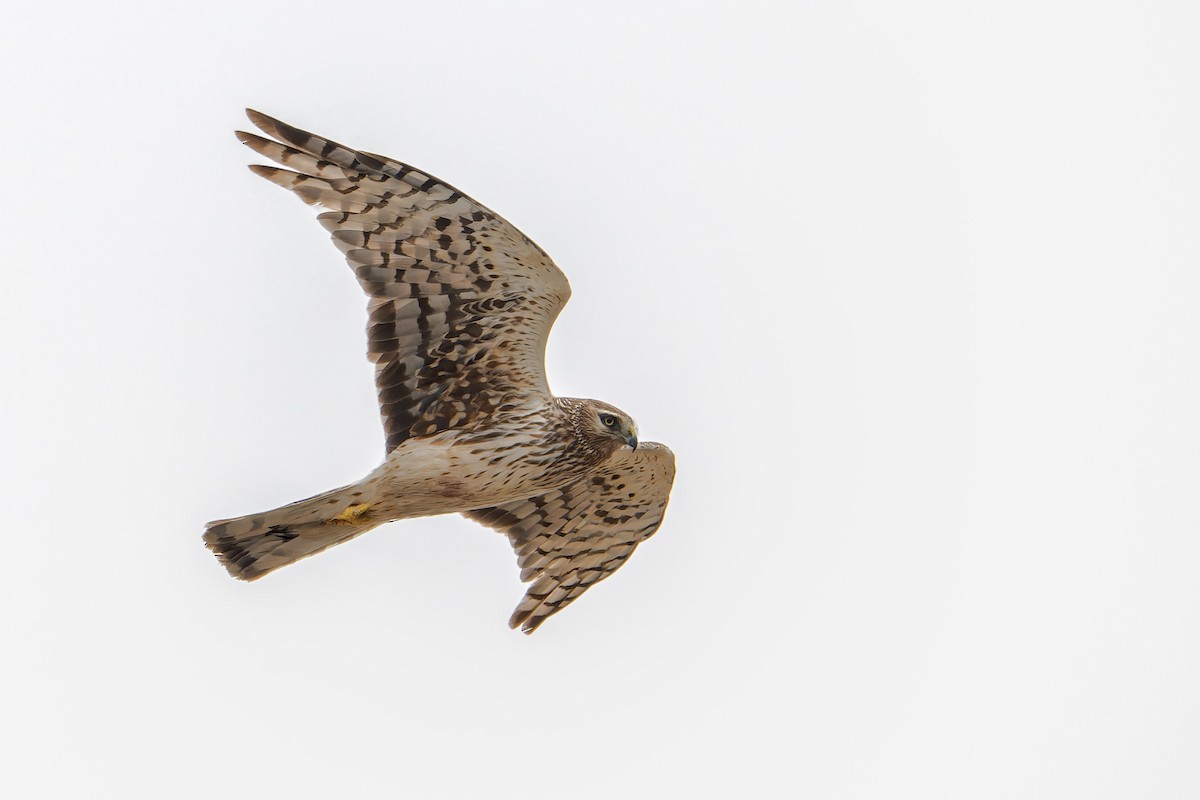 Лунь американський - ML644634051