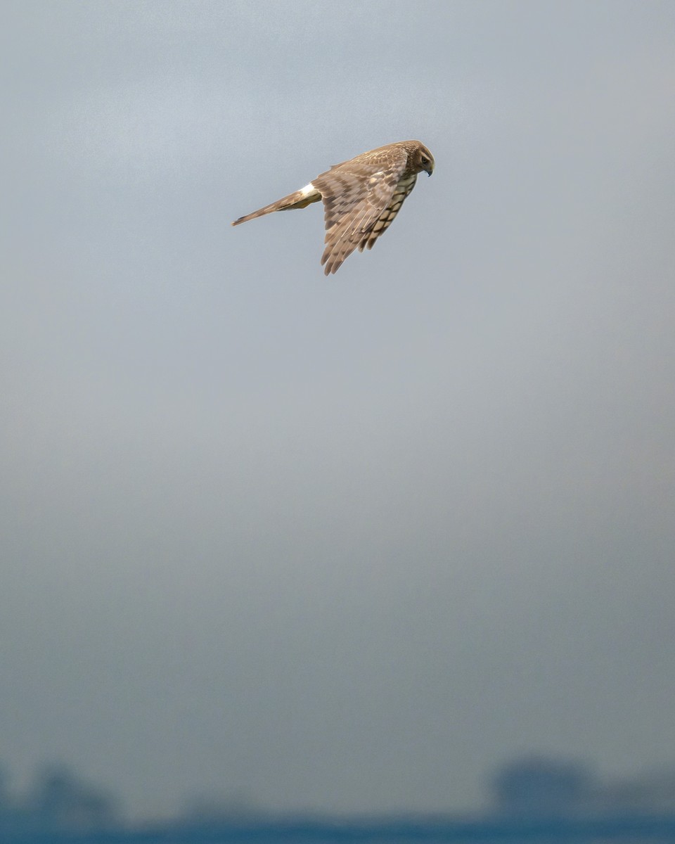 Лунь американський - ML644634053