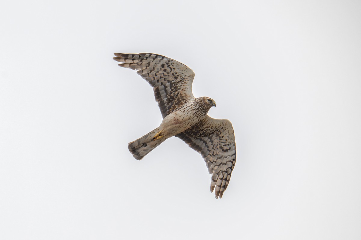 Лунь американський - ML644634055