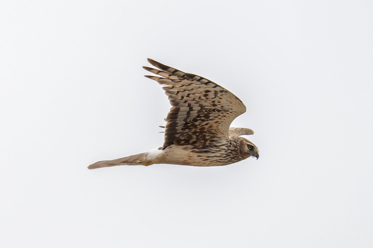 Лунь американський - ML644634056