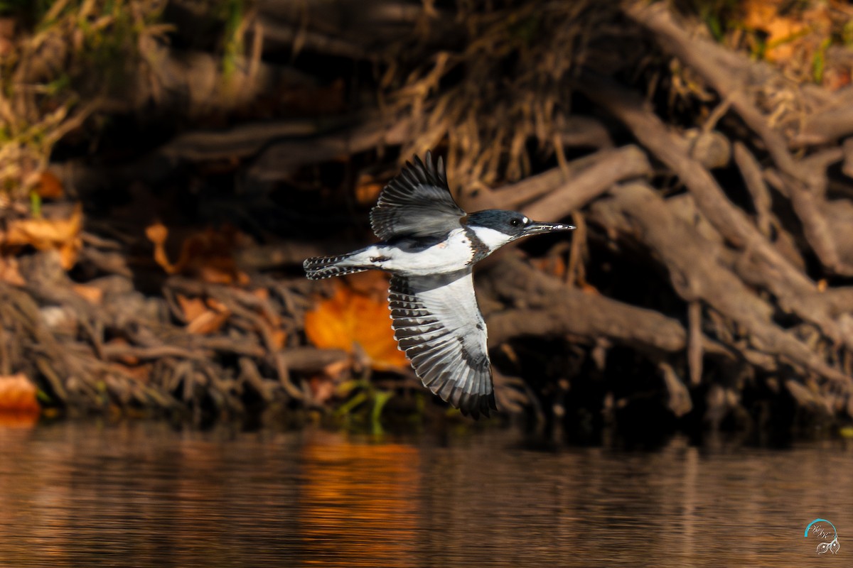 belteisfugl - ML644634069