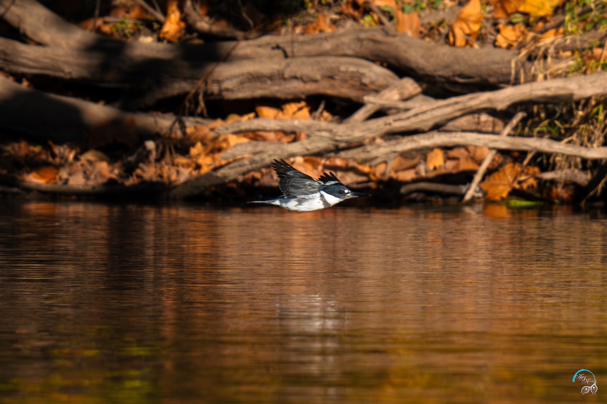 belteisfugl - ML644634070