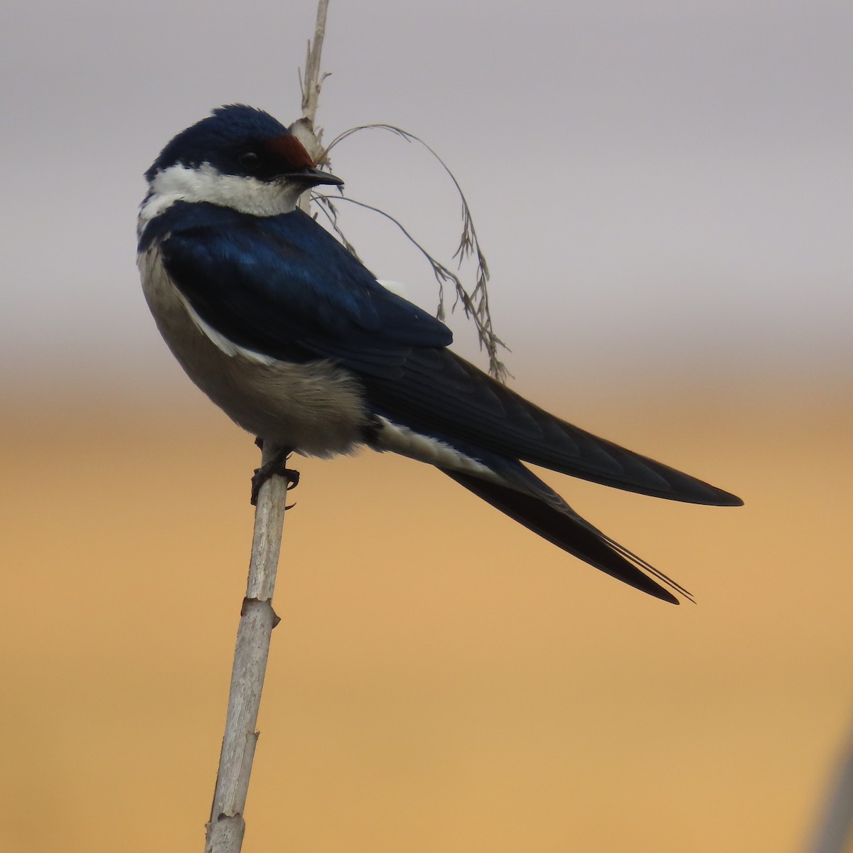 Weißkehlschwalbe - ML644634073