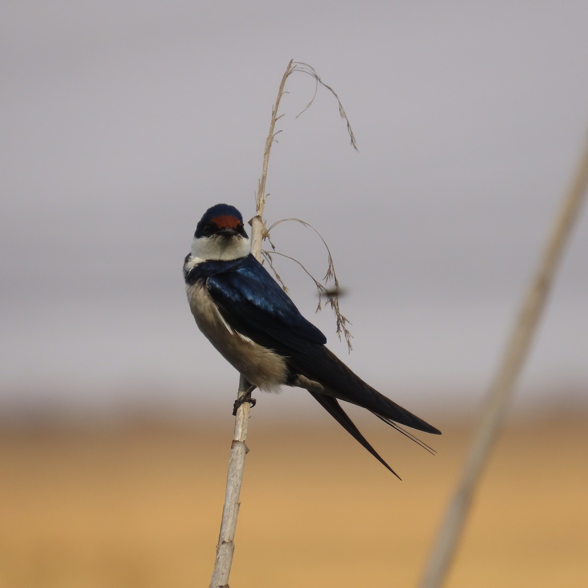 Weißkehlschwalbe - ML644634074