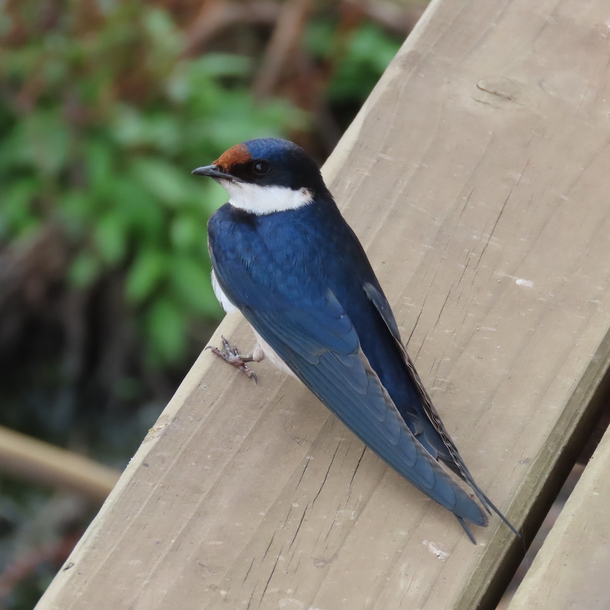 Weißkehlschwalbe - ML644634076