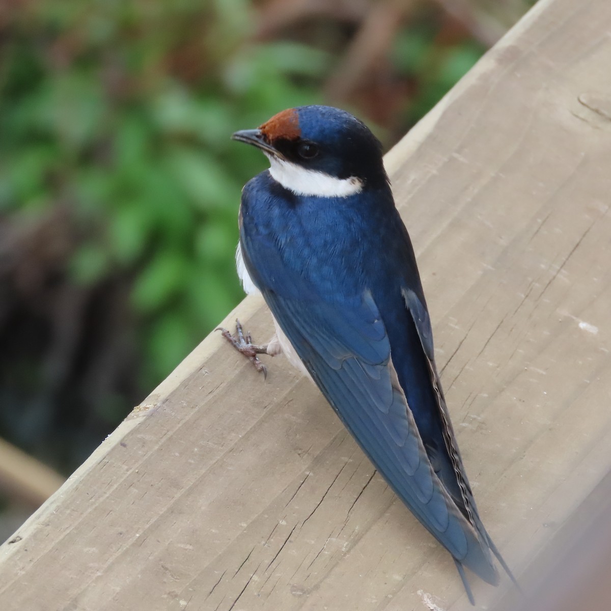 Weißkehlschwalbe - ML644634077