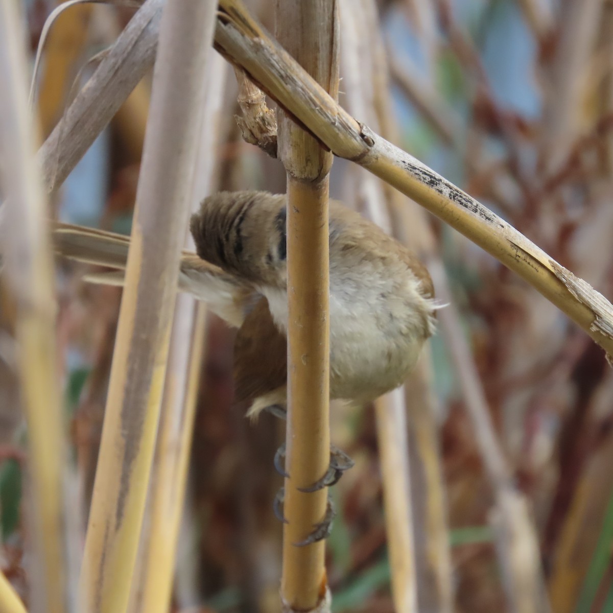 Kaprohrsänger - ML644634080