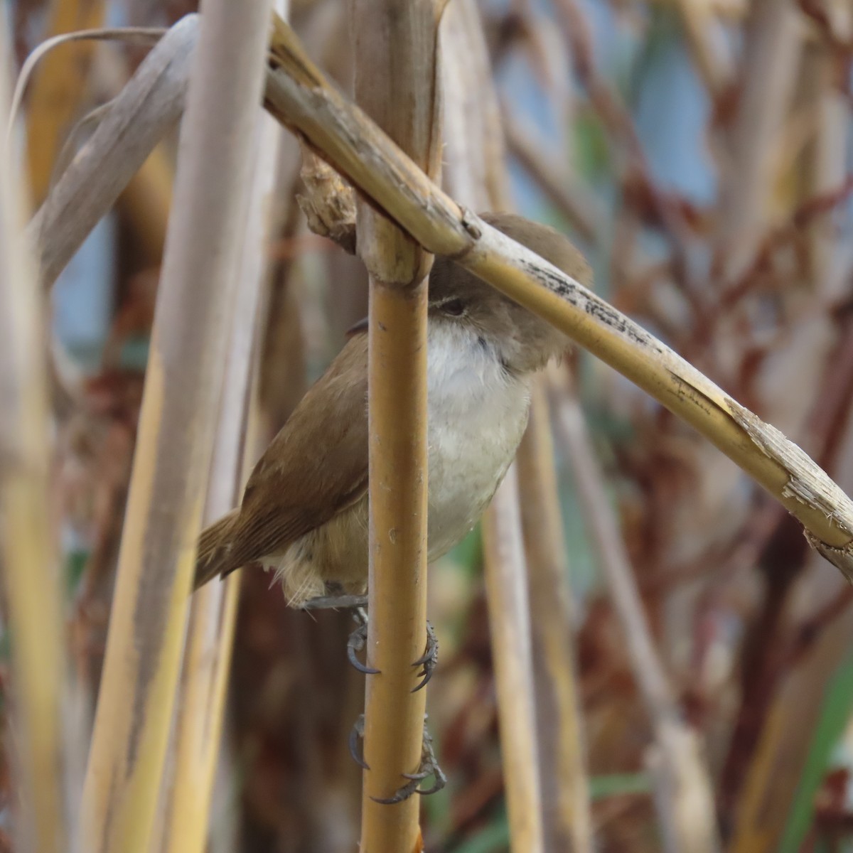 Kaprohrsänger - ML644634081