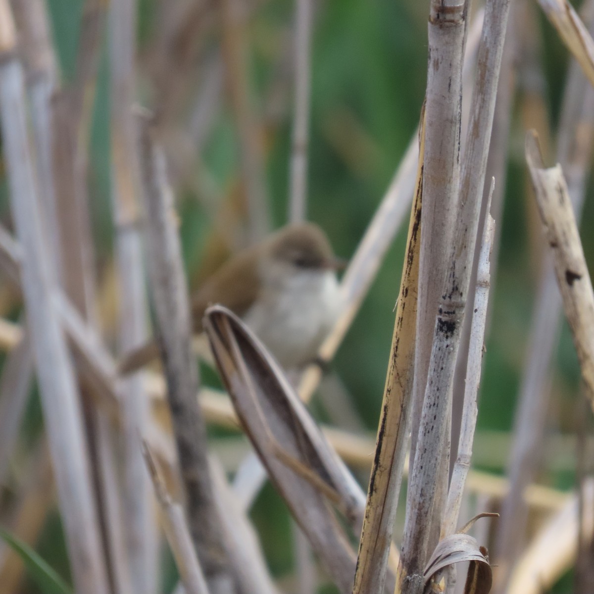 Kaprohrsänger - ML644634082