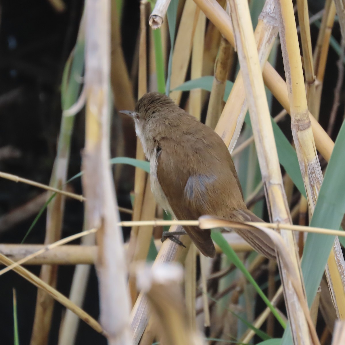 Kaprohrsänger - ML644634084