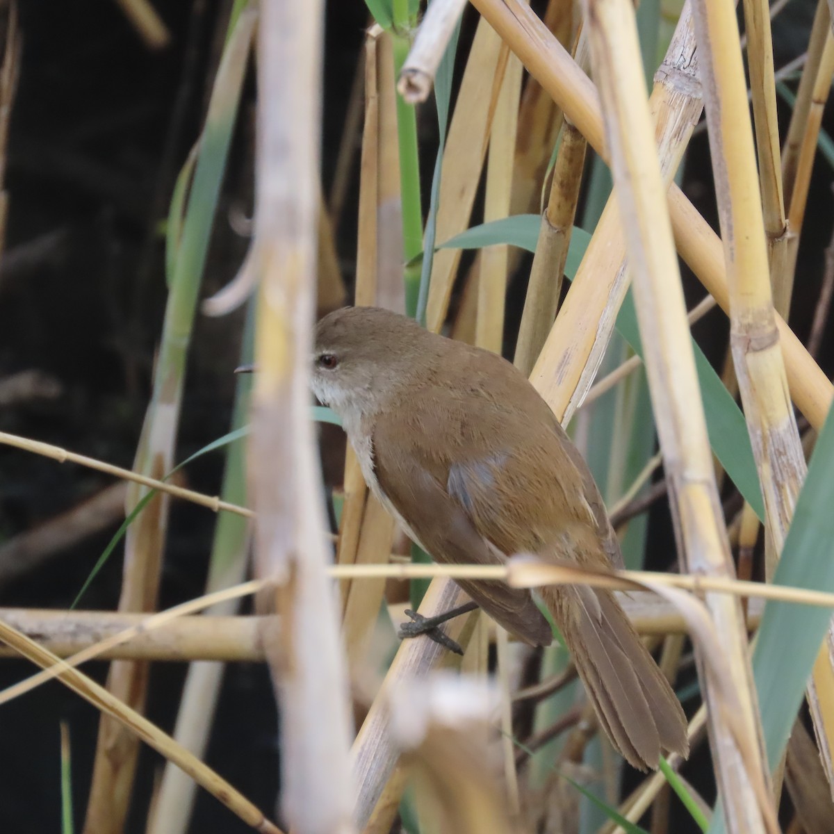 Kaprohrsänger - ML644634085