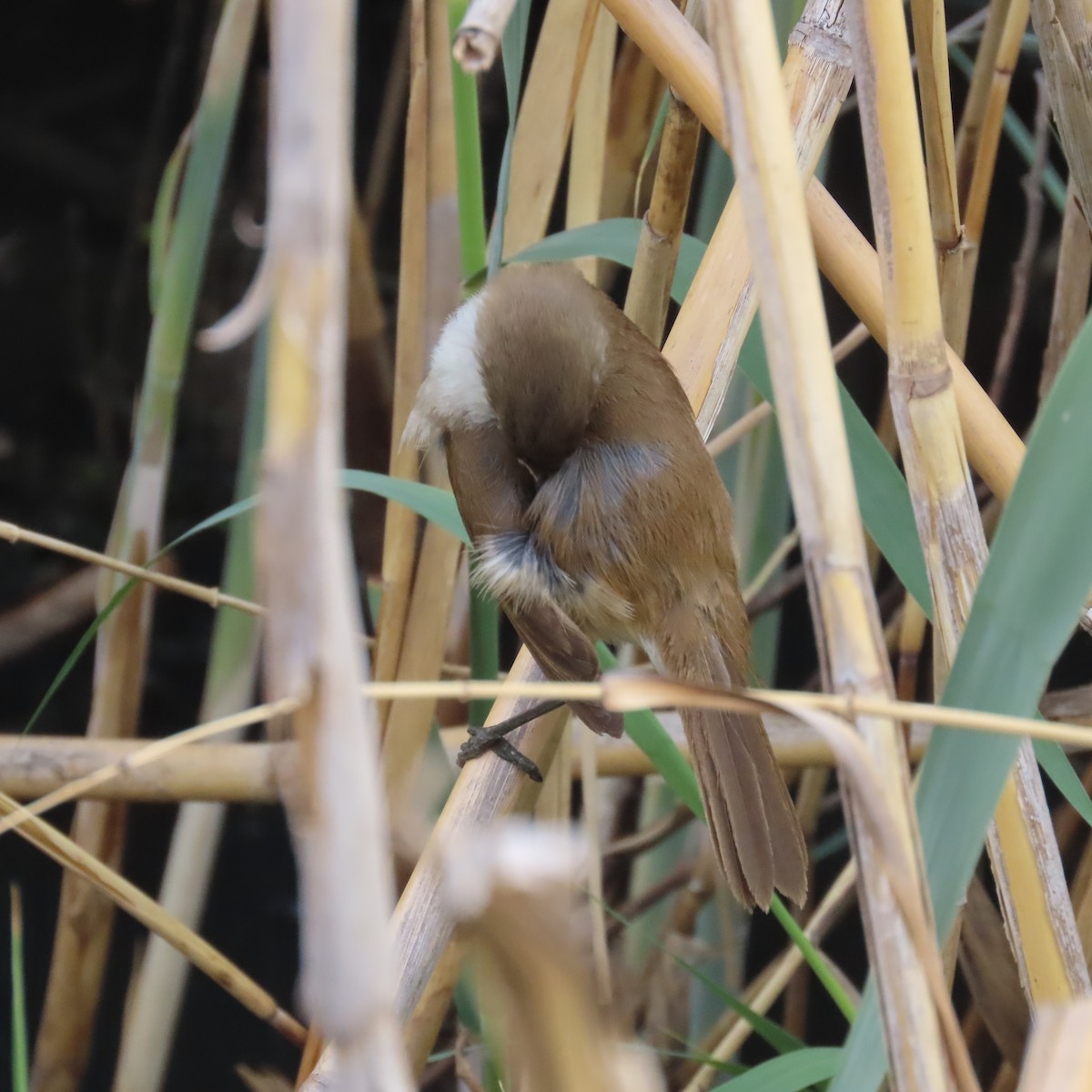 Kaprohrsänger - ML644634086