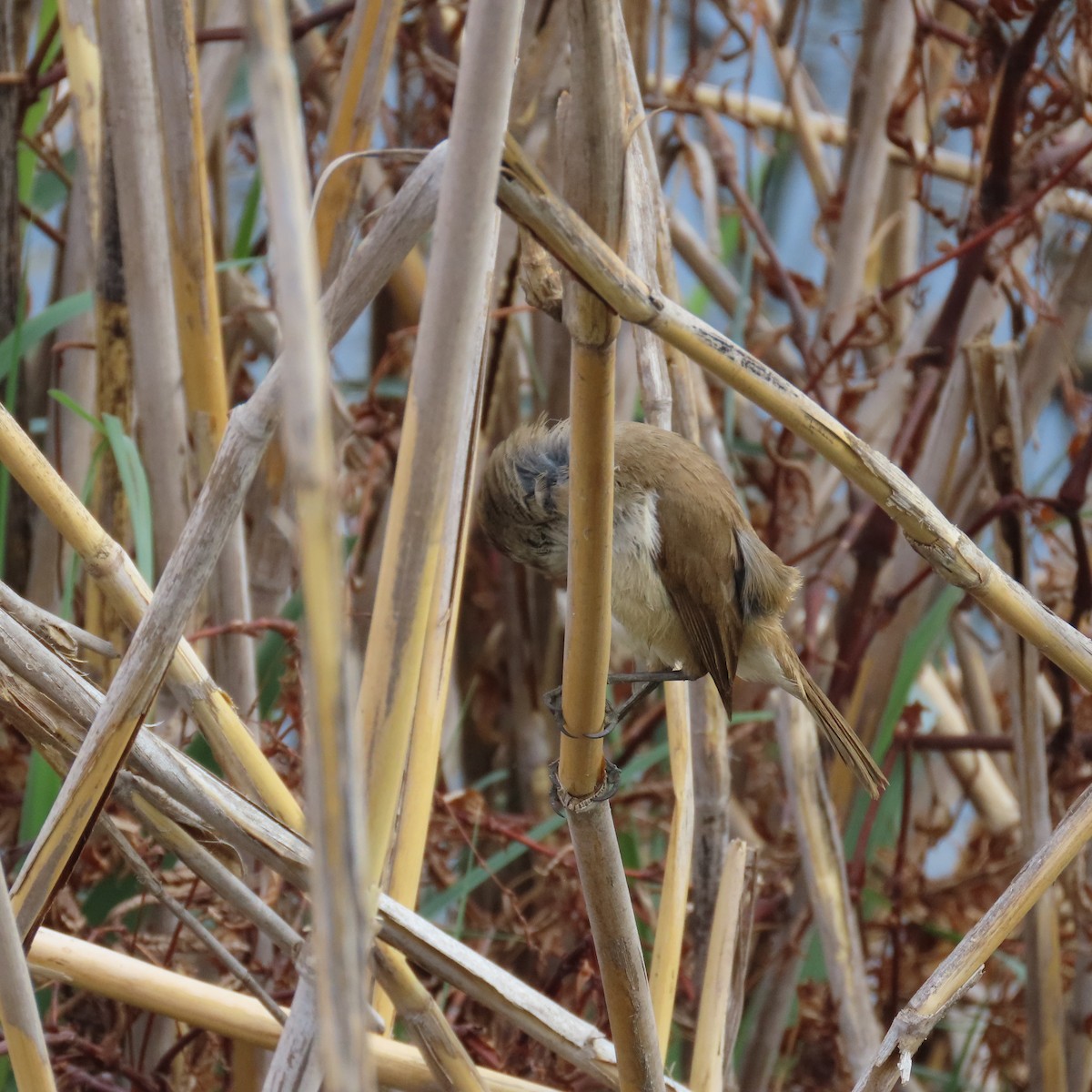 Kaprohrsänger - ML644634089