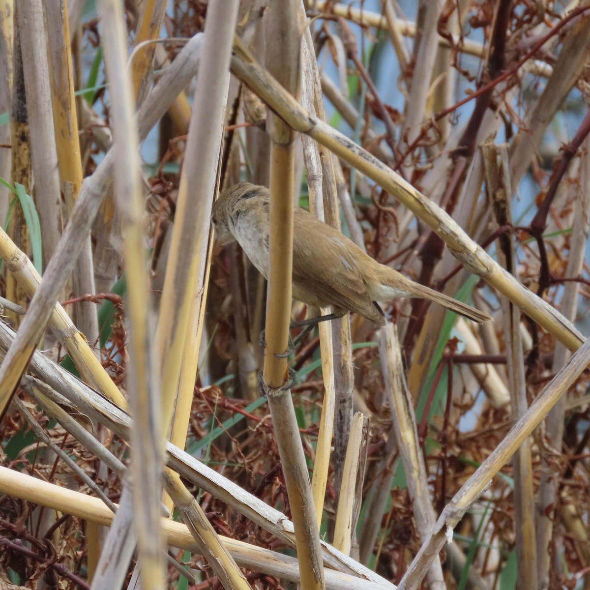 Kaprohrsänger - ML644634090