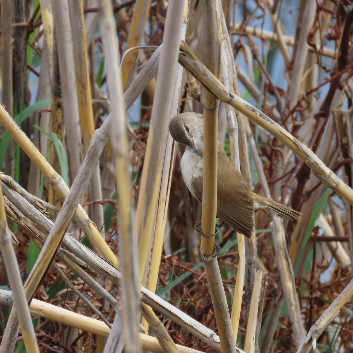 Kaprohrsänger - ML644634091