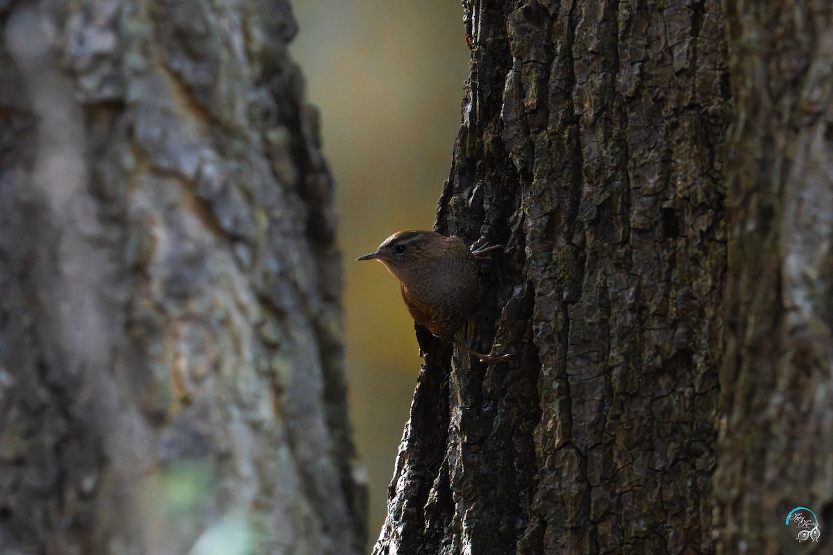 vintersmett - ML644634095