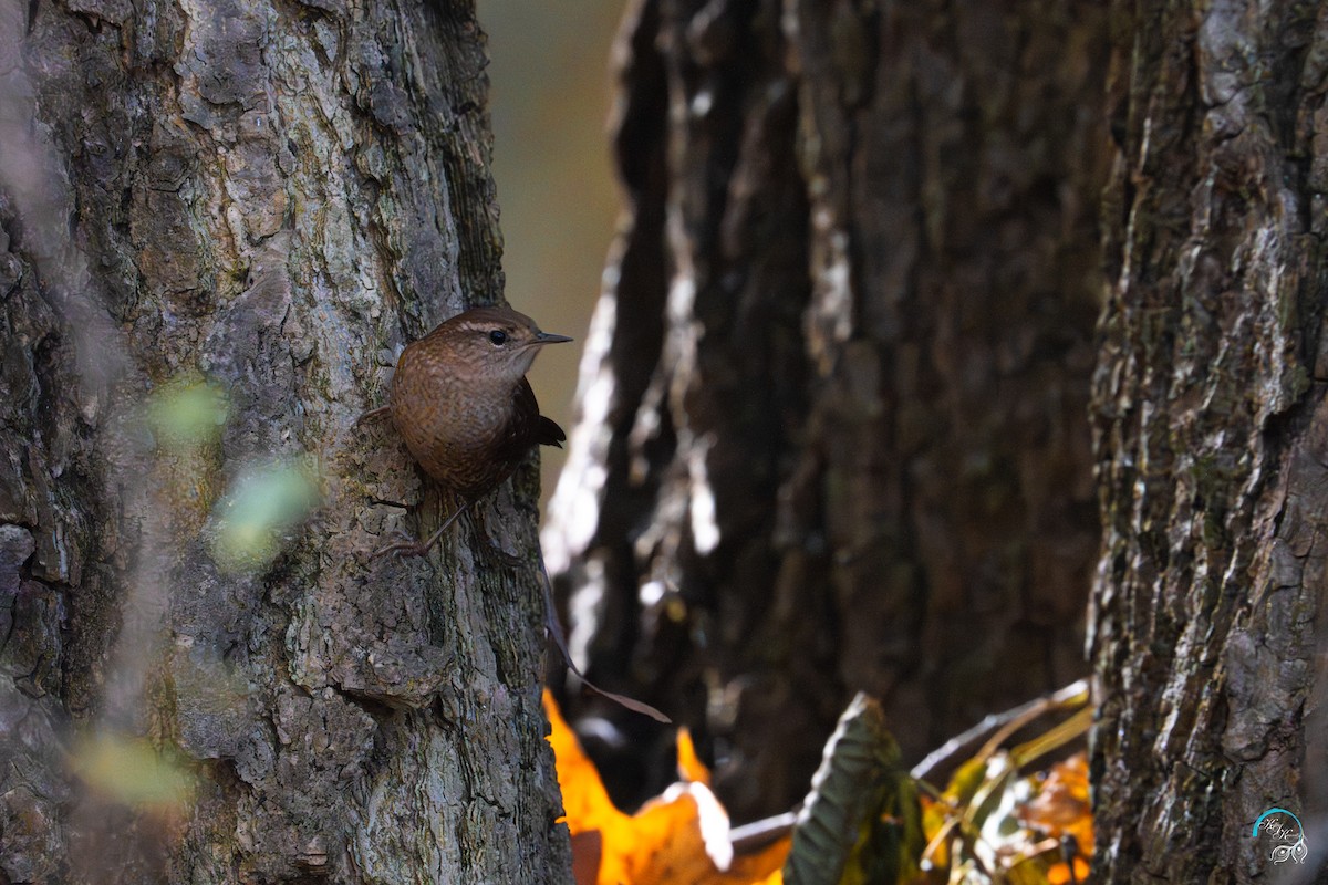 vintersmett - ML644634096