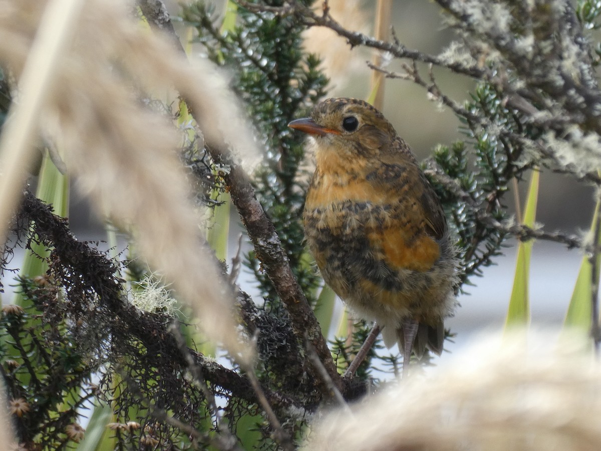 Tawny Antpitta - ML644634101