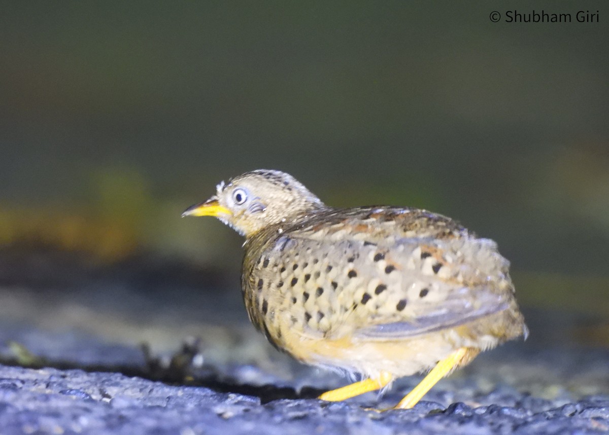 チョウセンミフウズラ - ML644634102