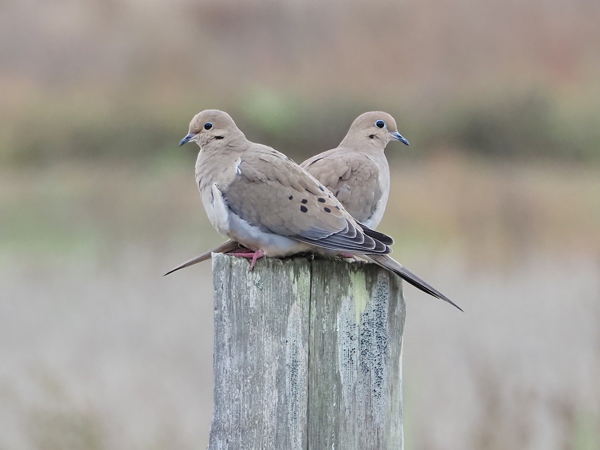 Mourning Dove - ML644634106