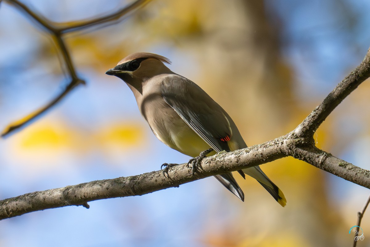 Jaseur d'Amérique - ML644634109