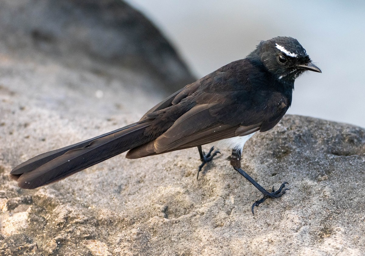 gallaviftestjert - ML644634112