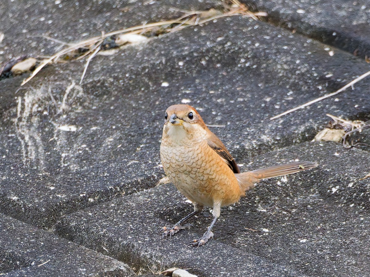 Сорокопуд японський - ML644634113