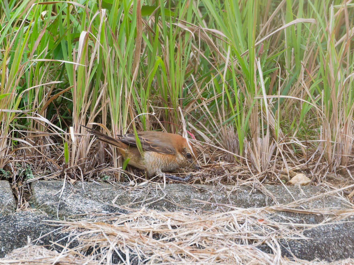 Сорокопуд японський - ML644634114