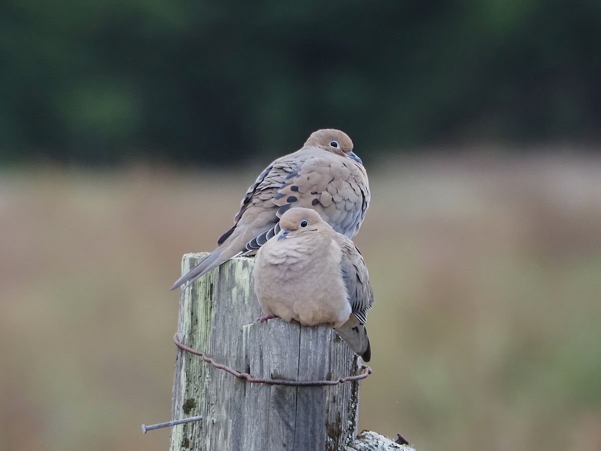 Mourning Dove - ML644634115