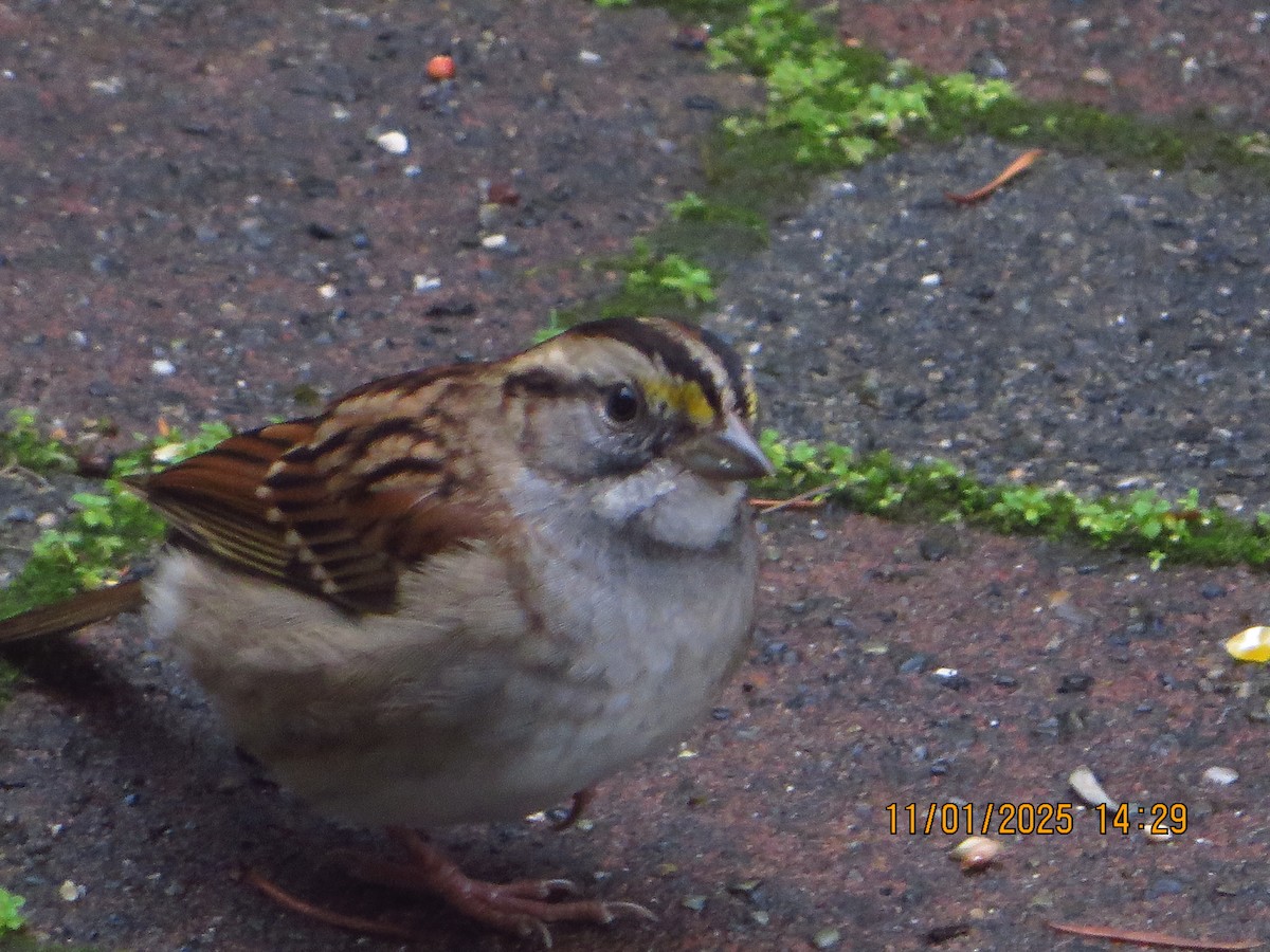 Bruant à gorge blanche - ML644634120