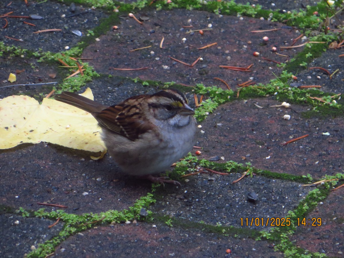 Bruant à gorge blanche - ML644634121